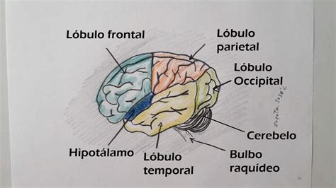 Reas Cerebrales Anatomia Del Cerebro Humano Anatomia Y Fisiologia The Best Porn Website
