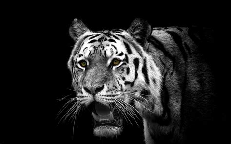 White Tiger Full Hd Wallpaper And Background Image 1920x1200 Id339471