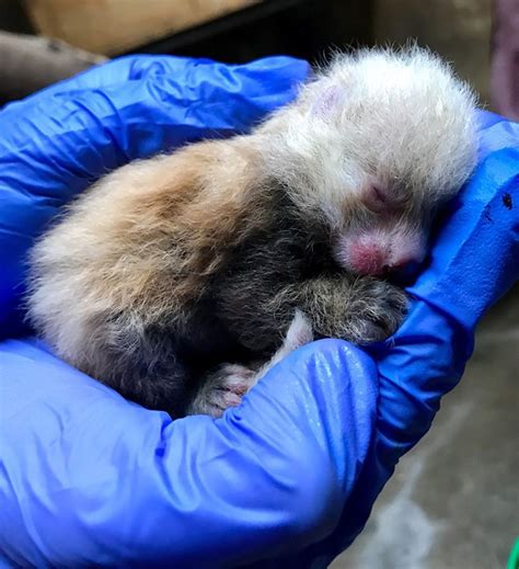 Rare Red Panda Triplets Born At Kansas City Zoo Baby Animals Pictures
