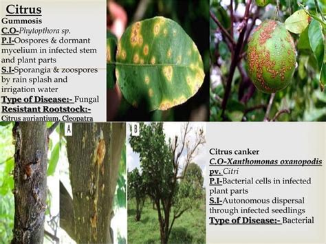 Disease Album Of Plant Diseases Ppt
