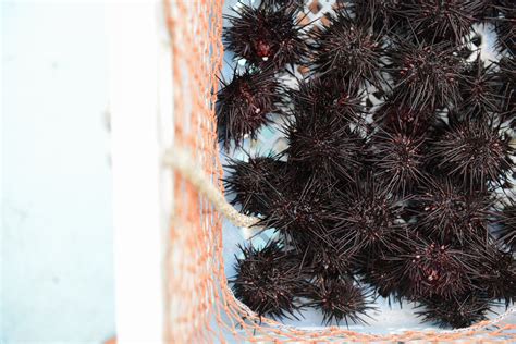 Undercurrent News Norwegian Firm Begins Harvesting Sea Urchin Pest In