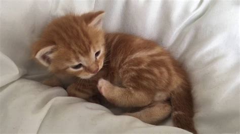 Cute Ginger Kitten Youtube