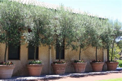 If you have a small garden and are looking for some trees to add not just colour but perhaps fruit and stunning foliage, these top 10 trees for small gardens. Olive trees in pots, we carry artificial olive trees check ...