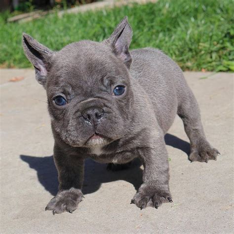 The french bulldog, or frenchie as they are sometimes called, are primarily bred to be a companion pet. French Bulldog Puppies For Sale | Detroit, MI #296279