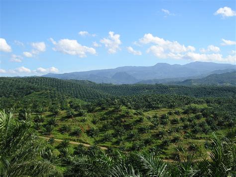 Lembaga minyak sawit malaysia (mpob) akan memfokus kepada empat bidang penyelidikan bagi meningkatkan kecekapan dan produktiviti industri sawit di negara ini. File:Oil palm plantation in Cigudeg-03.jpg - Wikimedia Commons