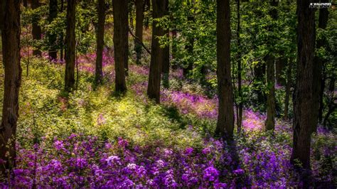 Viewes Flowers Summer Trees Forest For Desktop Wallpapers 1920x1080