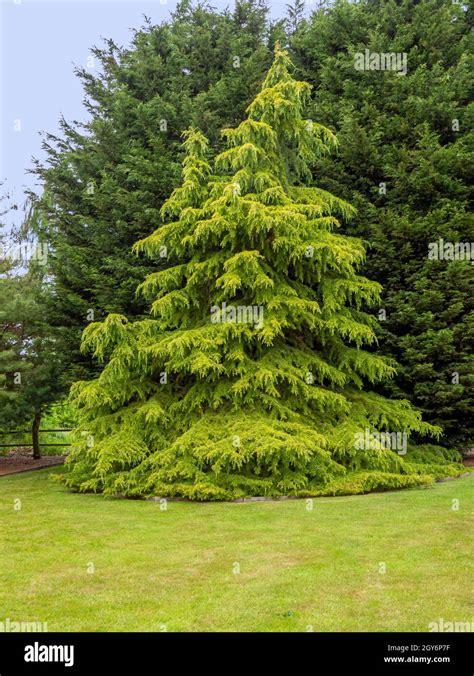 Golden Deodar Cedar Tree In An Lawned Garden Cedrus Deodara Aurea