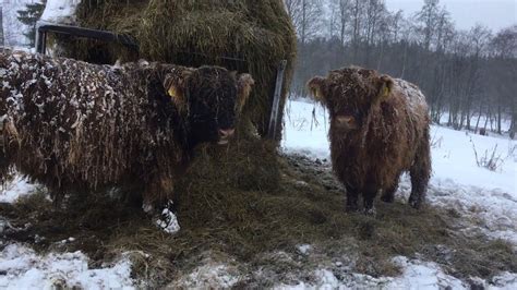 Scottish Highland Cattle In Finland Snow Is Back Youtube