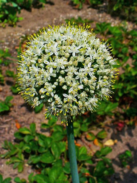 Allium Cepa Green Onion Onion Onions Scallion Shallot Spring