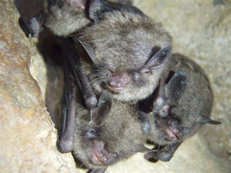Indiana Bat Why Is It Endangered