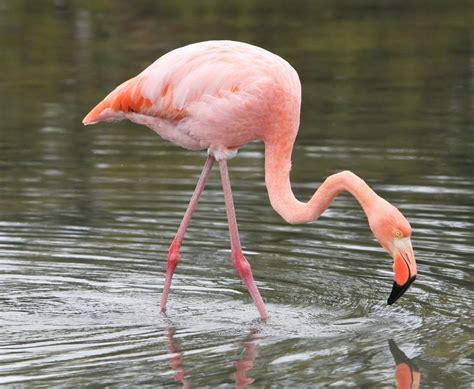 Flamingo Bird Basic Facts And Beautiful Pictures Beauty Of Bird