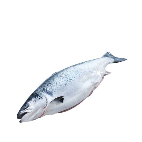 Norwegian Salmon Frozen 🦆the Bow Tie Duck Manila