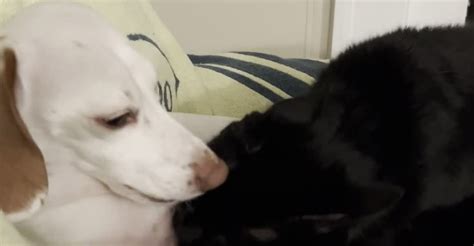 Dog And Cat Take Turns Licking Each Other