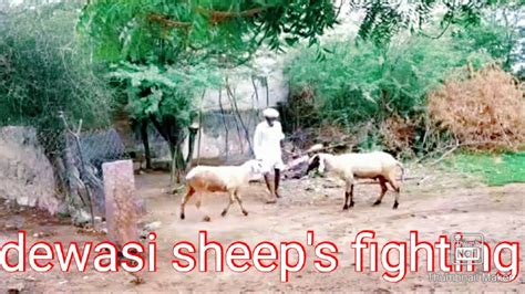 Indian Sheeps Fighting3 Youtube