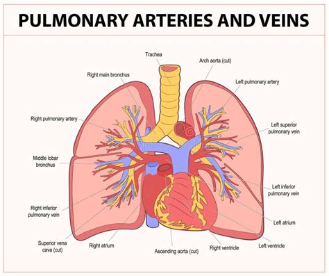 Pulmonary Arteries Stock Illustrations 933 Pulmonary Arteries Stock