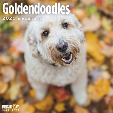Explore lucky3110's photos on flickr. Poodle Doodle Keto : These rather regal dogs make fantastic emotional support animals. - Silver ...