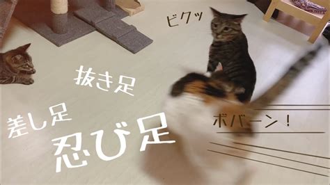 しゃべる猫の抜き足差し足忍び足！ Youtube