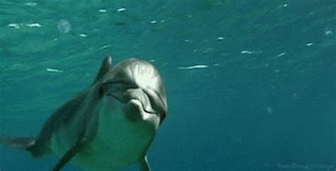 Dolphin  Find And Share On Giphy