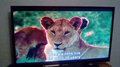 The Lions Share Youtube