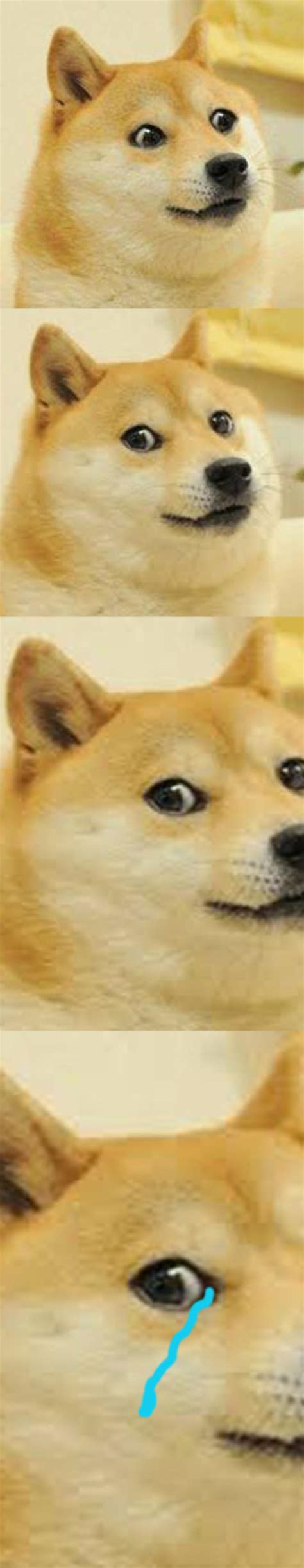 Image 636731 Doge Know Your Meme
