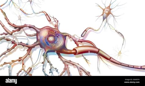 Anatomía De Una Célula Nerviosa Conectada A Otras Células Nerviosas