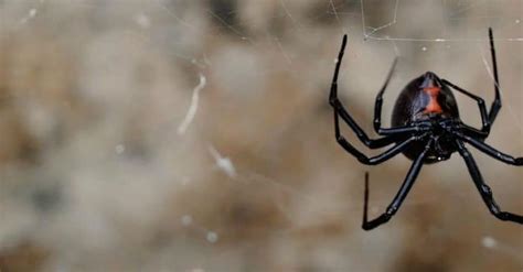 How To Get Rid Of Black Widows Control And Prevention Guide