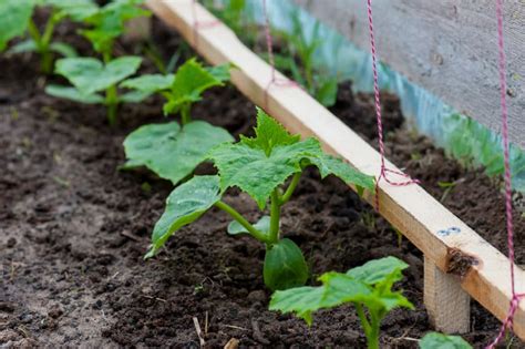Cucumber Spacing Tips For The Biggest Harvest Yet Vertical Cucumbers Cucumber Plant Growing