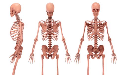 Cuántos Huesos Tiene Un Niño Y Un Adulto Sooluciona