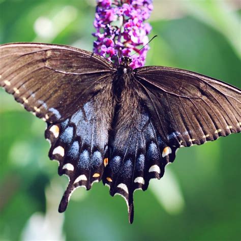 Spicebush Swallowtail Butterfly Photos | ThriftyFun