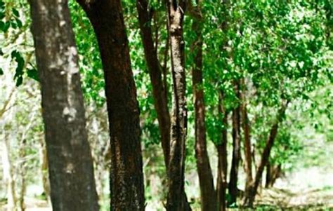 karnataka smugglers decamp with 150 sandalwood trees the trusted news