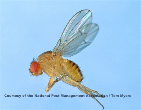 House And Fruit Fly Facts For Kids What Do Flies Eat