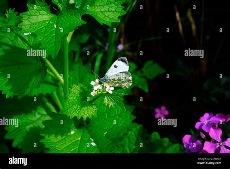 Female Orange Tip Butterfly On A Stinging Nettle Stock Photo Alamy