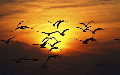 Sunset Sky Birds Wallpaper 1920x1200 14389