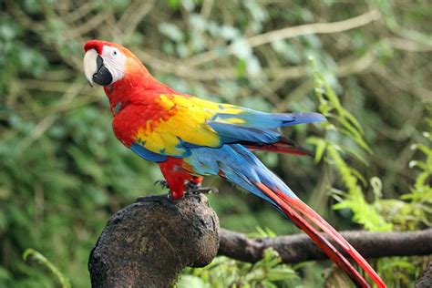 Buy Macaw Online. Buy Macaw Parrot Online
