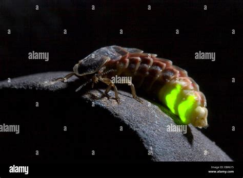 Glowworm Glow Worm Great European Glow Worm Beetle Lampyris