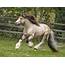 Silver Buckskin Gypsy Vanner  Vanners Horses For Sale