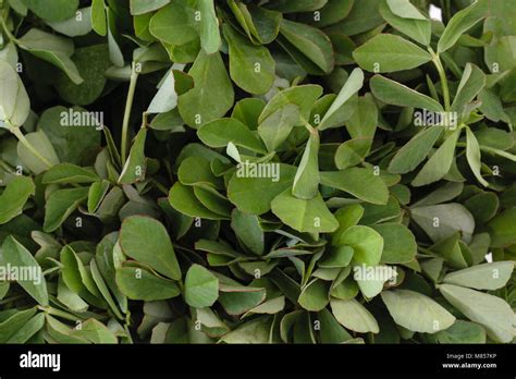 Fresh Fenugreek Leaves Trigonella Foenum Graecum Stock Photo Alamy