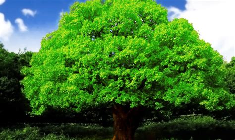 Best HD Every Wallpapers: Beautiful Big Green Tree Hd Wallpapers