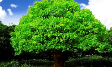 Best Hd Every Wallpapers Beautiful Big Green Tree Hd Wallpapers