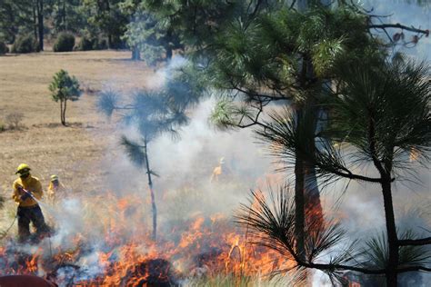 Disminuyen 2847 Por Ciento Los Incendios Forestales En 2015 Comisión