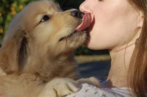 Why Do Dogs Lick Human Wounds Cuteness