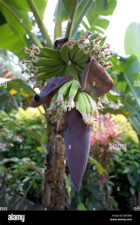 A Banana Plant Or Tree With New Hands Of Bananas Forming Above The