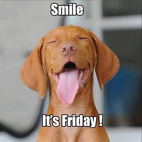Love Him Friday Dog Smile Its Friday Funny Friday Memes
