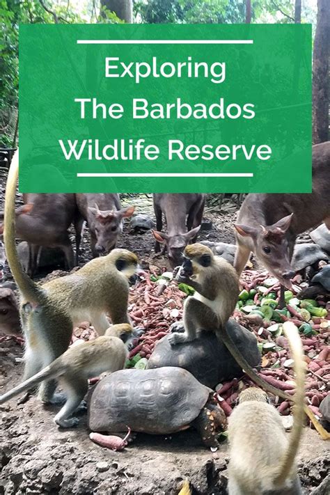 Exploring The Barbados Wildlife Reserve Wildlife Reserve Traveling