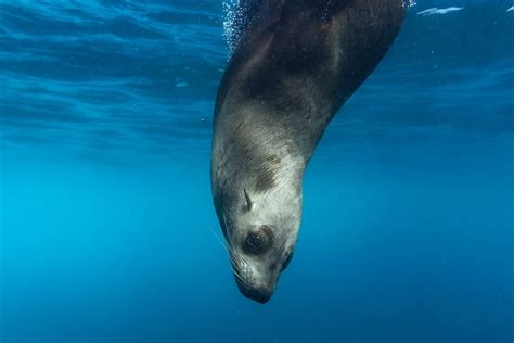 8 Great Places To Go Snorkeling With Seals And Sea Lions Worldwide