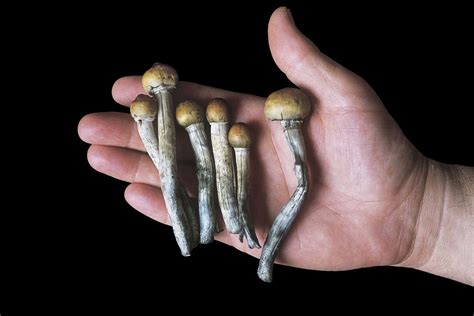 All About How To Shop For Magic Mushroom Grow Kits On Amazon Extra