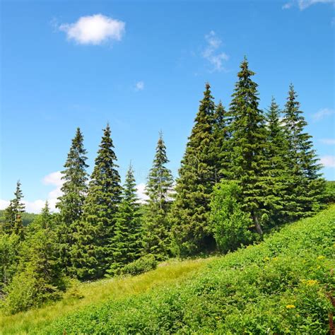Beautiful Pine Trees Stock Photo Image Of Descent Hillside 44569062