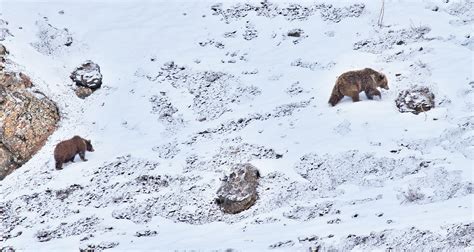 A Study Of The Himalayan Brown Bear Population In India Nature Infocus