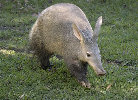Aardvark Animals Wiki Fandom