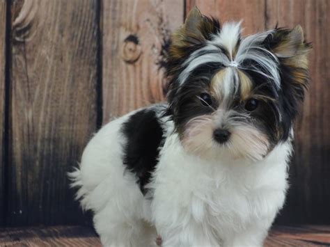 They are very intelligent and easy to train. Rocky Mountain Biewer Terriers - Biewer Terrier Puppies ...